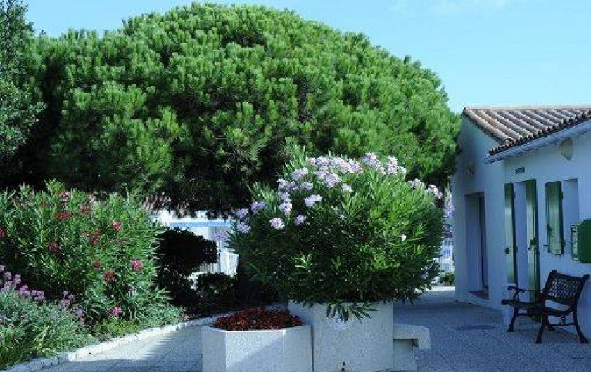 Location de vacances - Maison - Villa à Sainte-Marie-de-Ré - Une partie du jardin face à la réception