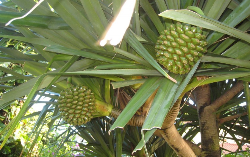 Location de vacances - Appartement à Grand Baie