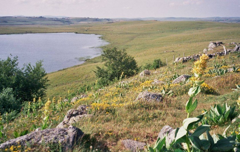 Location de vacances - Gîte à Saint-Pierre-de-Nogaret - Sur la Route des Lacs de l'Aubrac au printemps