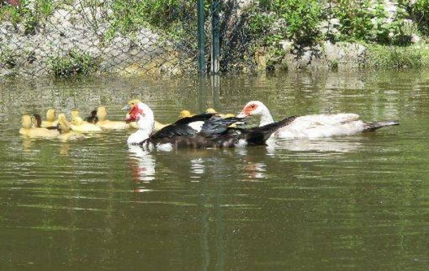 Location de vacances - Chambre d'hôtes à Habas - Deux petits étangs au calme. Canards, poules d'eau, cistudes,