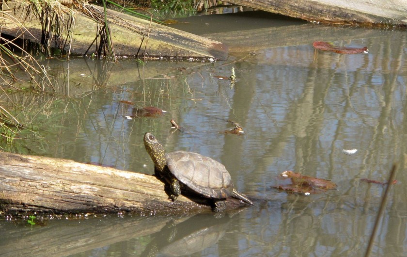 Location de vacances - Chambre d'hôtes à Habas - Une cistude, espèce protégée, arrivée toute seule.
