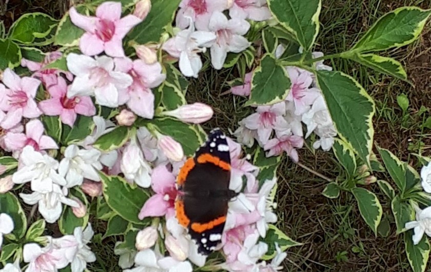 Location de vacances - Chambre d'hôtes à Habas - Nous avons de la chance d'avoir des papillons, des abeilles, vers de terre