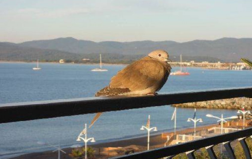 Location de vacances - Appartement à Saint-Raphaël