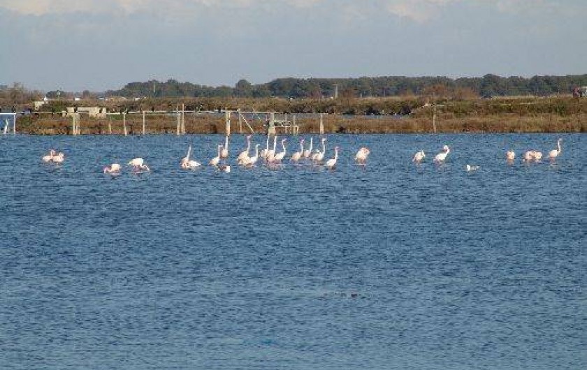 Location de vacances - Appartement à Le Grau-du-Roi