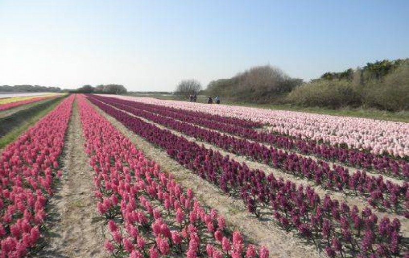 Location de vacances - Villa à Guilvinec