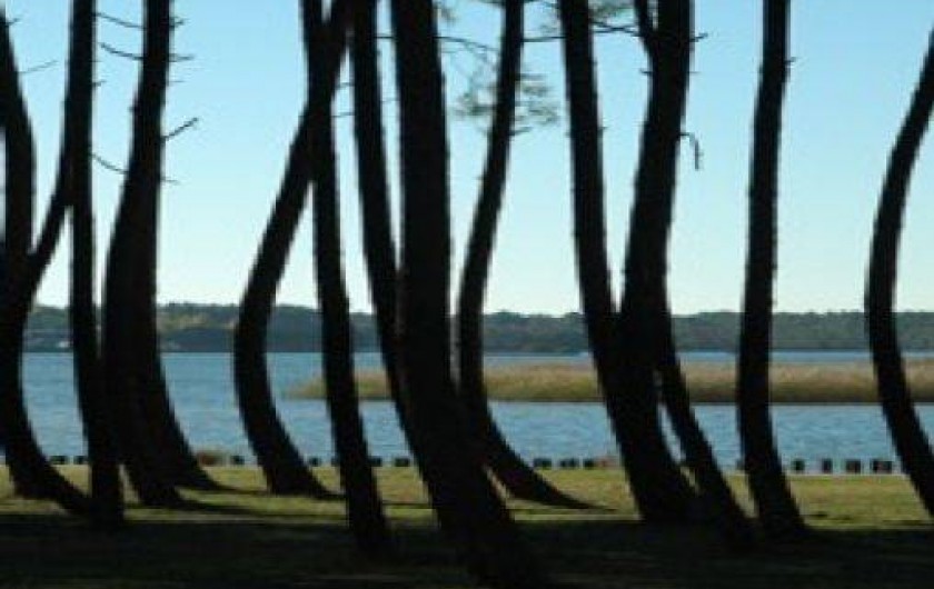 Location de vacances - Appartement à Parentis-en-Born