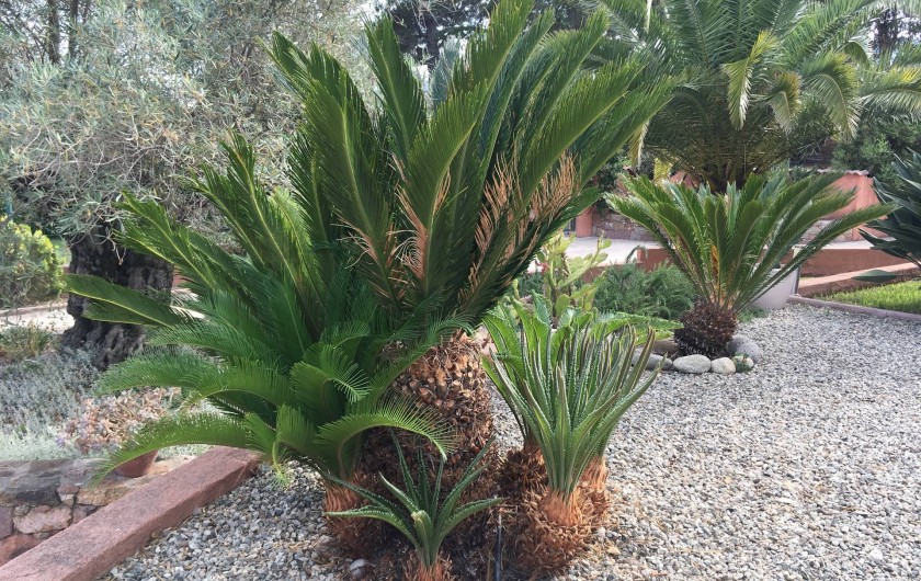 Location de vacances - Villa à Solaro