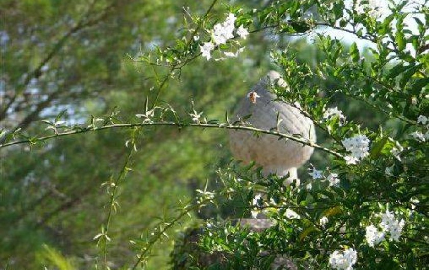 Location de vacances - Appartement à Alignan-du-Vent