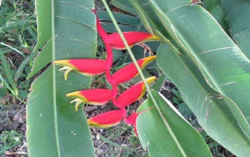 Location de vacances - Bungalow - Mobilhome à Le Moule