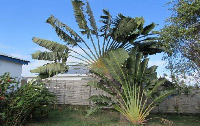 Location de vacances - Bungalow - Mobilhome à Le Moule