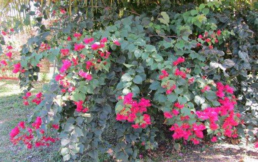 Location de vacances - Bungalow - Mobilhome à Le Moule