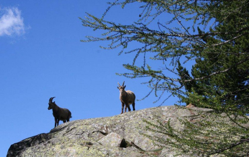 Location de vacances - Appartement à Arvieux