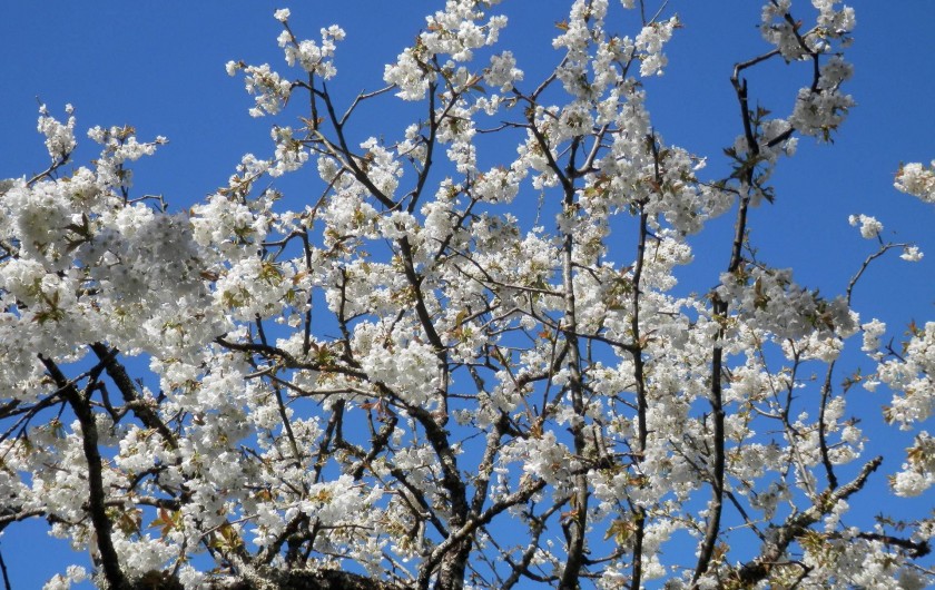 Location de vacances - Chambre d'hôtes à Faycelles - Rêver le ciel du mois de mai...