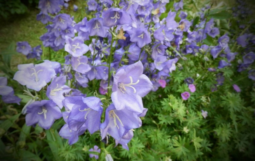 Location de vacances - Chambre d'hôtes à Faycelles - "Bleu" comme campanule.