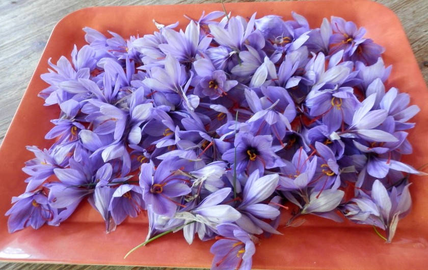 Location de vacances - Chambre d'hôtes à Faycelles - La récolte des safrans de ce jour...