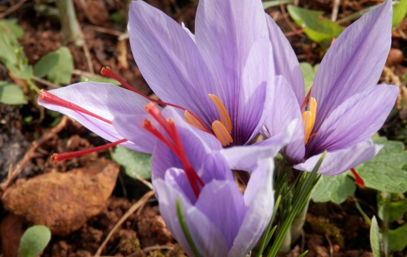 Location de vacances - Chambre d'hôtes à Faycelles - pour accompagner les petits plats cuisinés.