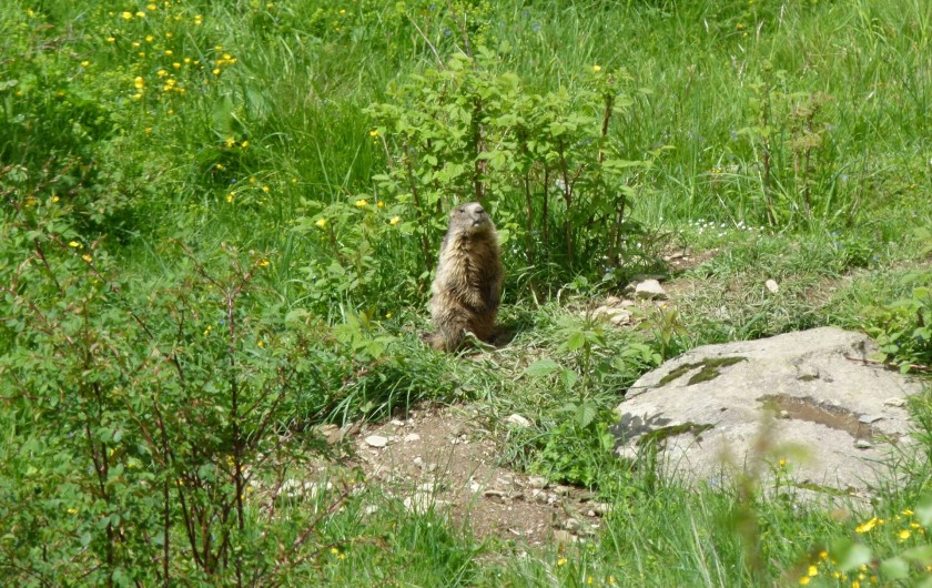 Location de vacances - Appartement à Saint-Lary-Soulan - marmotte à Piau  Engaly