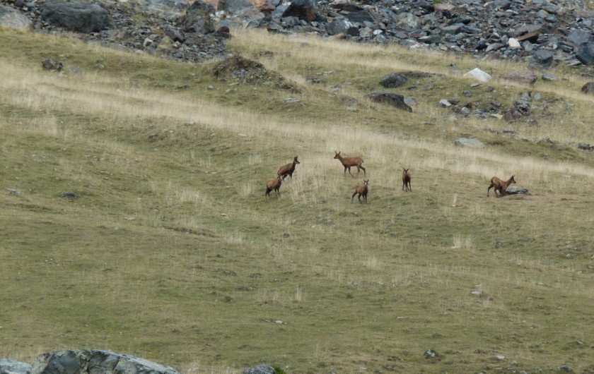 Location de vacances - Appartement à Saint-Lary-Soulan - Isards à Piau Engaly