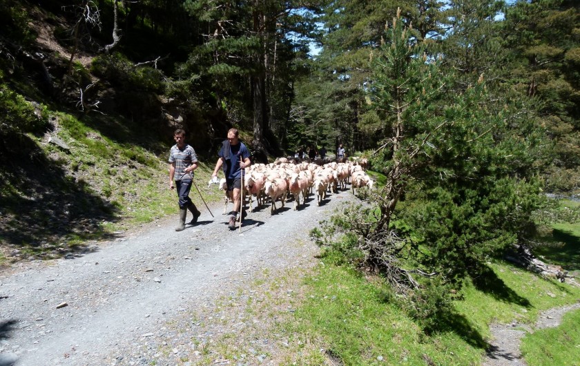 Location de vacances - Appartement à Saint-Lary-Soulan - transhumance à Rioumajou
