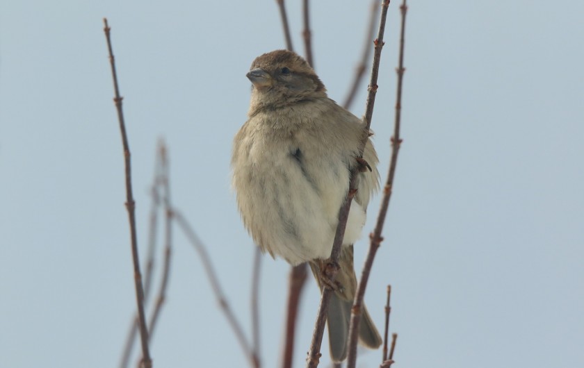 Location de vacances - Chalet à Le Latet