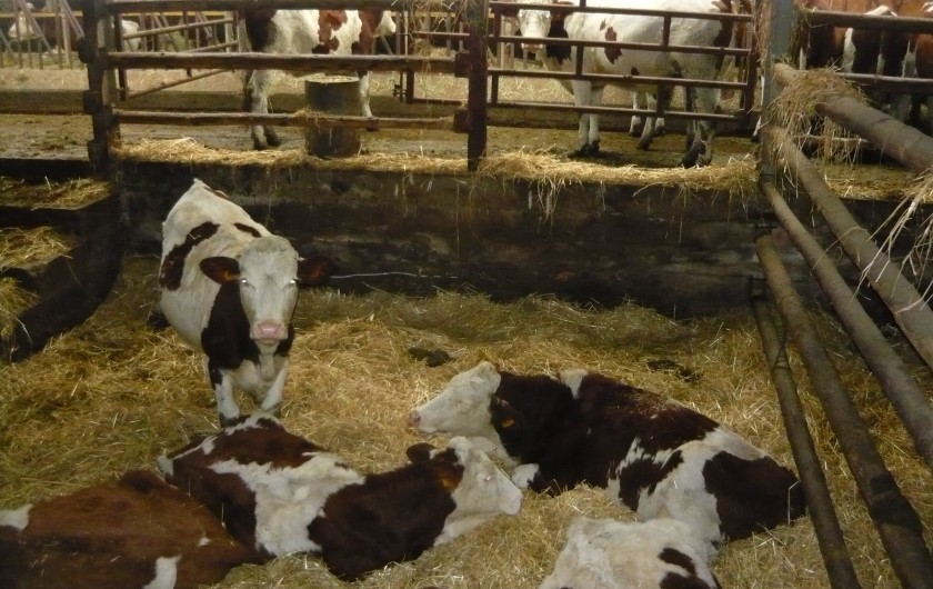 Location de vacances - Chalet à Le Latet