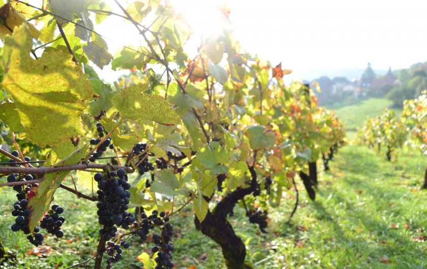 Location de vacances - Chambre d'hôtes à Pupillin