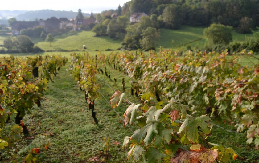 Location de vacances - Chambre d'hôtes à Pupillin - les vignes avec belvédère