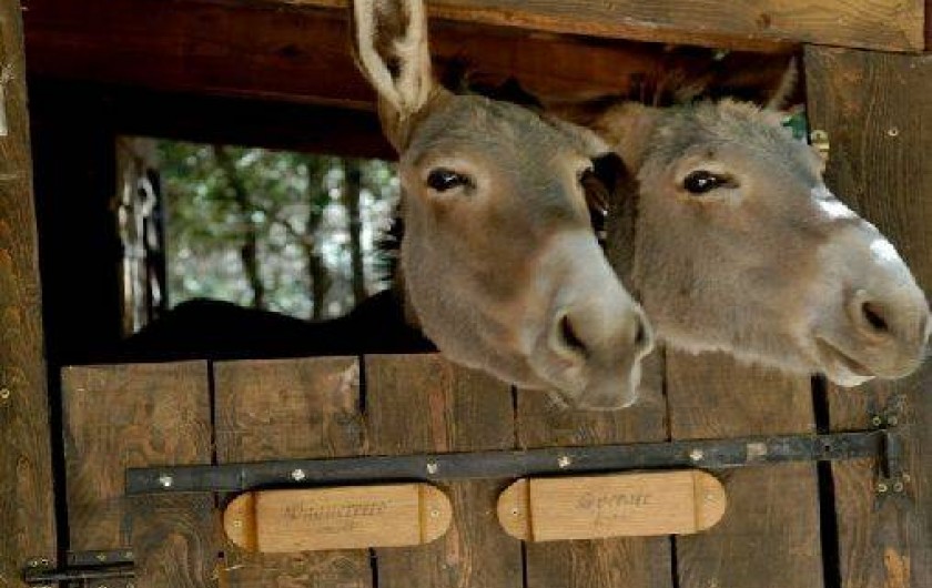 Location de vacances - Mas à Solliès-Toucas