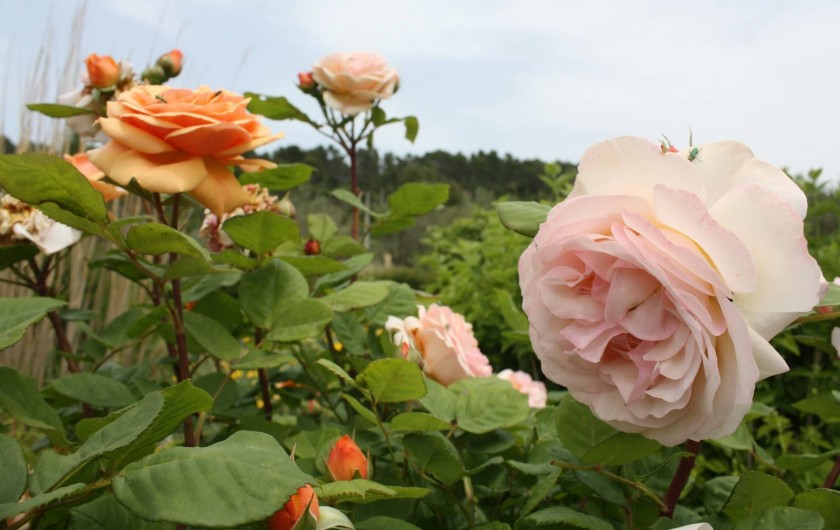 Location de vacances - Chambre d'hôtes à Carnoules