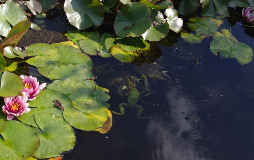 Location de vacances - Gîte à Pouzauges - Le bassin où vivent quelques grenouilles.
