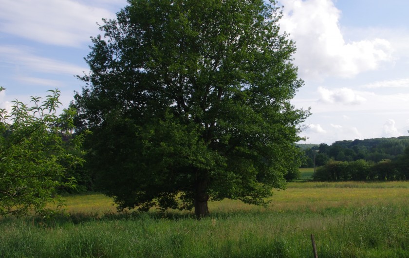 Location de vacances - Gîte à Pouzauges - Les près donnent une sensation d'espace avec ce chêne remarquable.