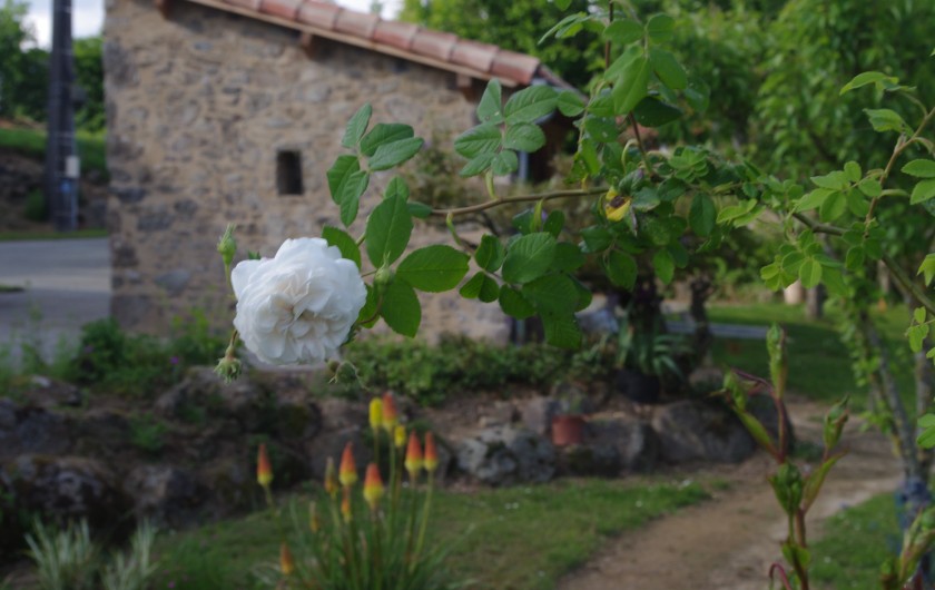 Location de vacances - Gîte à Pouzauges - Au mois de mai, les rosiers sont fleuris.