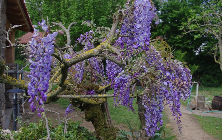 Location de vacances - Gîte à Pouzauges - Au printemps quand la glycine s'épanouie.