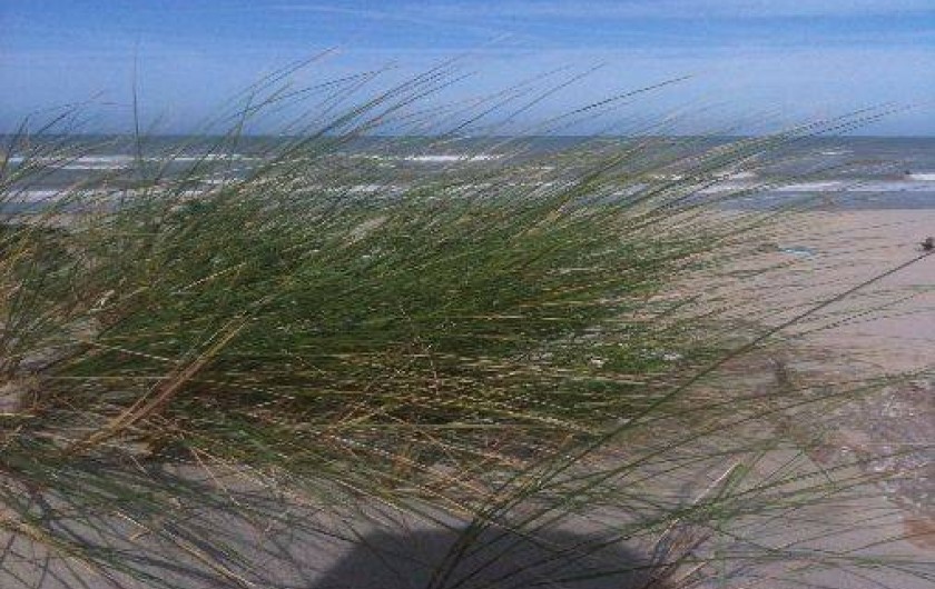 Location de vacances - Studio à Fort-Mahon-Plage - dunes
