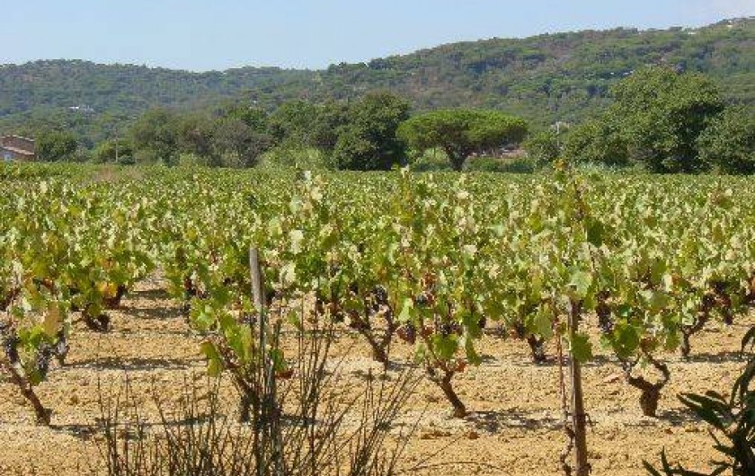 Location de vacances - Studio à Ramatuelle