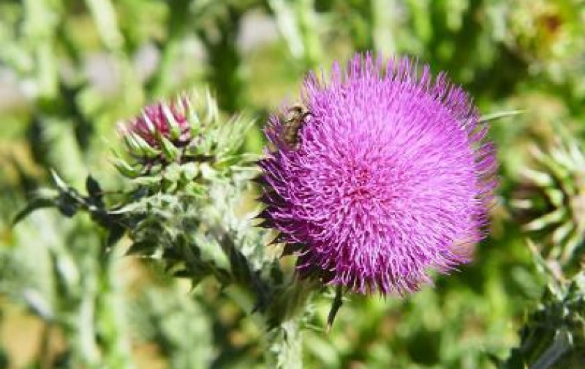 Location de vacances - Appartement à La Joue du Loup