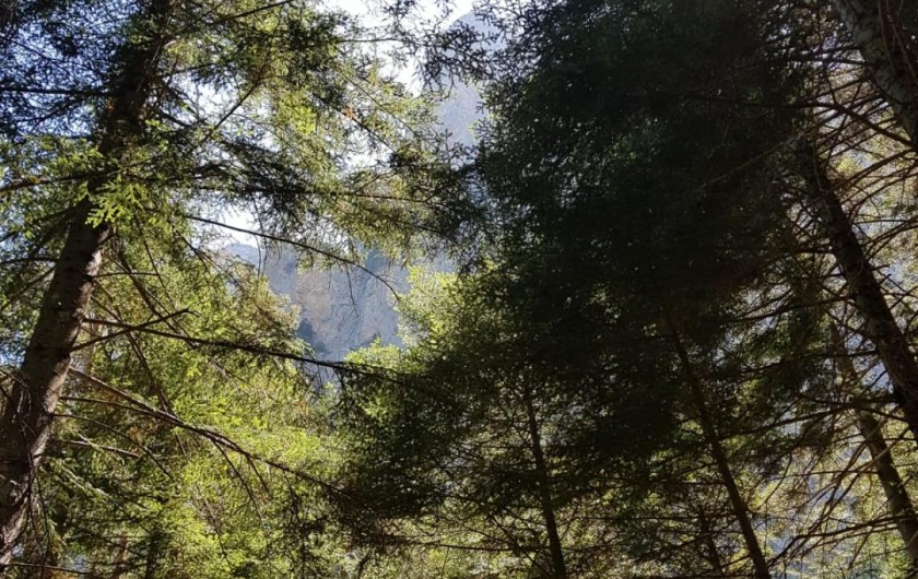 Location de vacances - Appartement à La Joue du Loup - Superbe nature, soleil entre les arbres à la Joue du Loup le soir