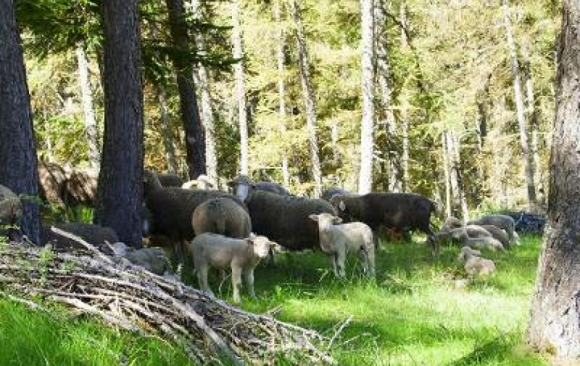 Location de vacances - Appartement à La Joue du Loup
