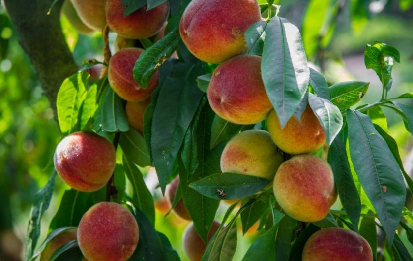 Location de vacances - Gîte à Albi