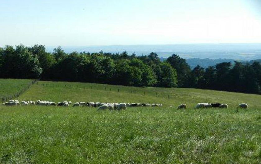 Location de vacances - Gîte à Montredon-Labessonnié