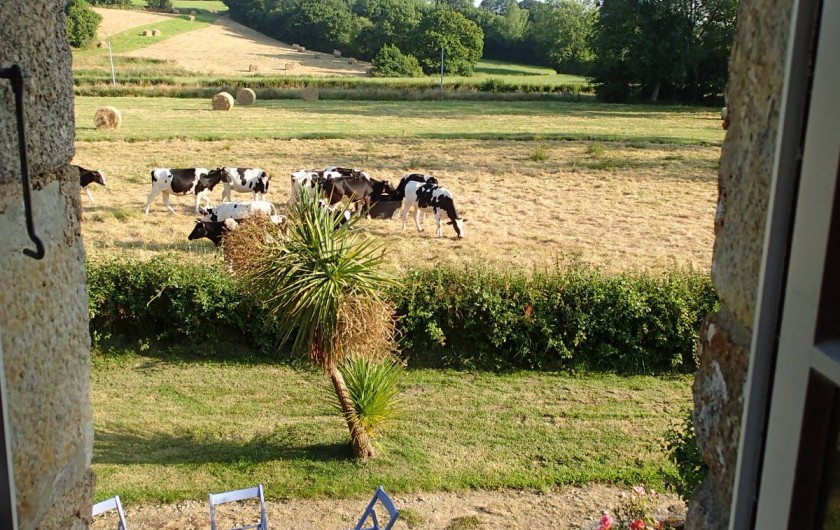Location de vacances - Gîte à Surtainville - La nature