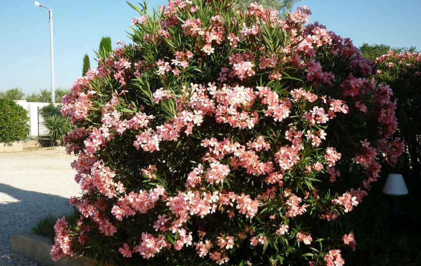Location de vacances - Chalet à Saint-Rémy-de-Provence