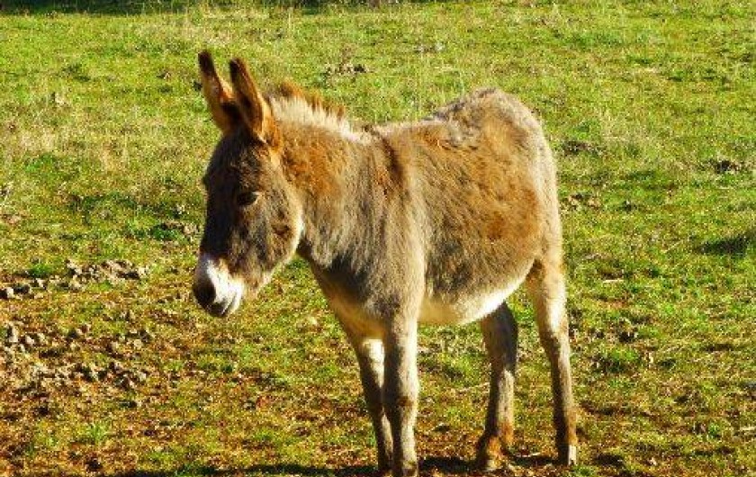 Location de vacances - Chalet à Le Bastit