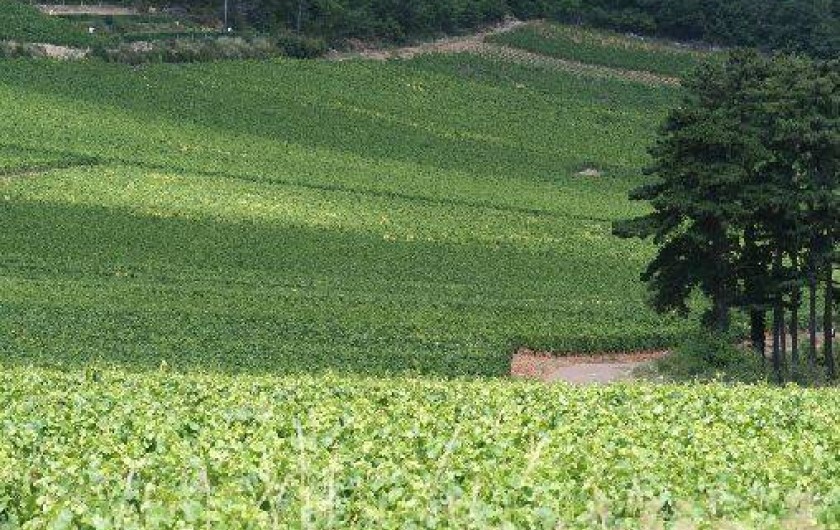Location de vacances - Maison - Villa à Puligny-Montrachet