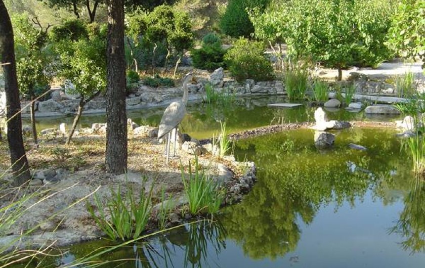 Location de vacances - Appartement à Éguilles - étang avec carpes koïs, poissons rouge, et grenouille