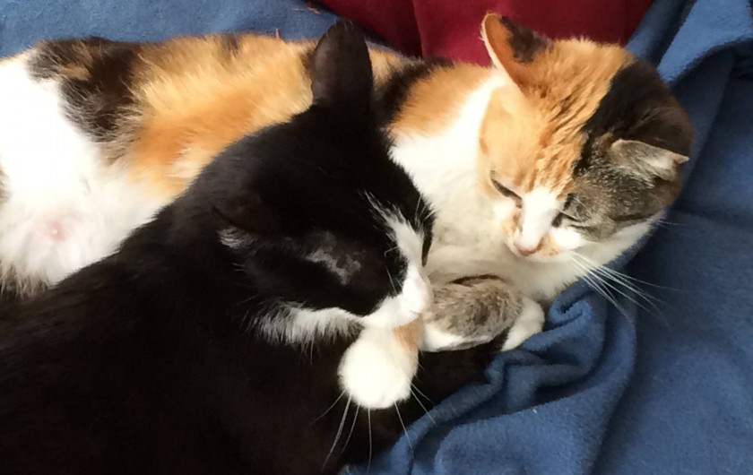 Location de vacances - Villa à Hourtin Plage - Chats