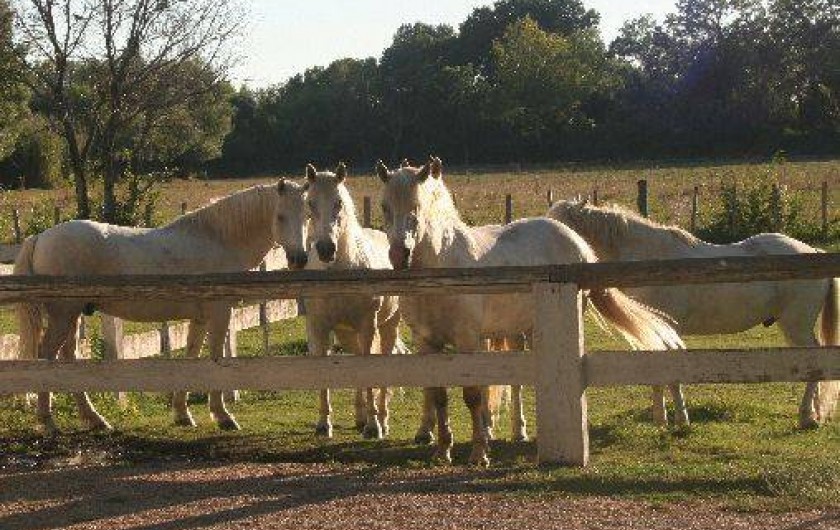 Location de vacances - Gîte à Arles