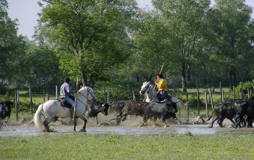 Location de vacances - Gîte à Arles