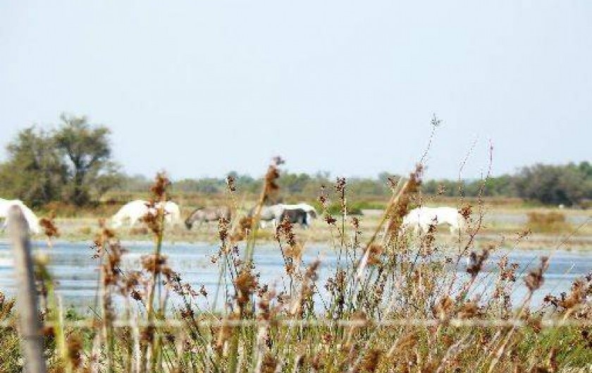 Location de vacances - Gîte à Arles