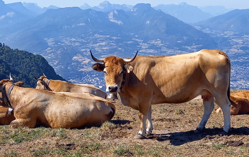 Location de vacances - Chalet à La Féclaz